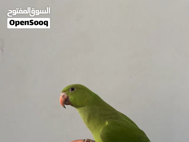 ببغاء الدره اليف للبيع