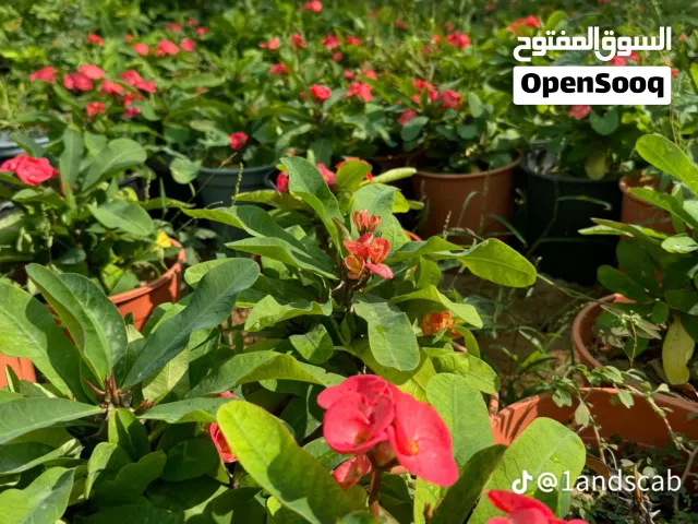 الاشجار والنخيل