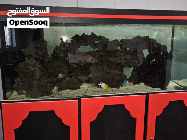 Saltwater fish tank comes with everything including 5 fish and stand