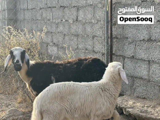 للبيع جعد 2 مع عيالهن