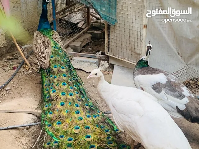 طاوس ملكي للبيع
