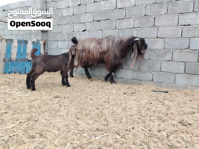 جدي قبرصي عمر شهرين