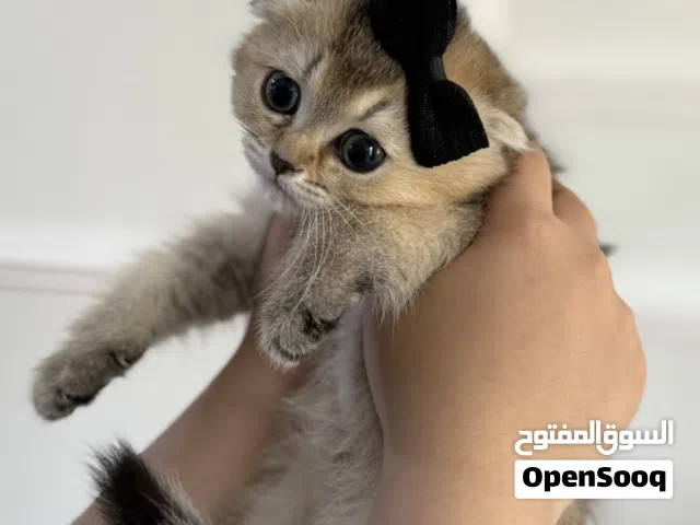 قطط سكوتش فولد