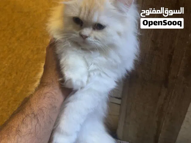 قطة جميلة متعلمة