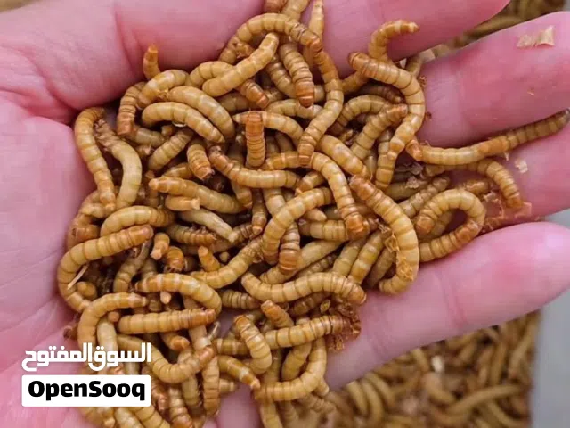 دود قبابي حي بالرياض