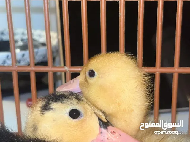 بطاط فرنسي