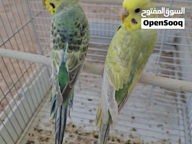 كوبية مواصفات لون ووصف