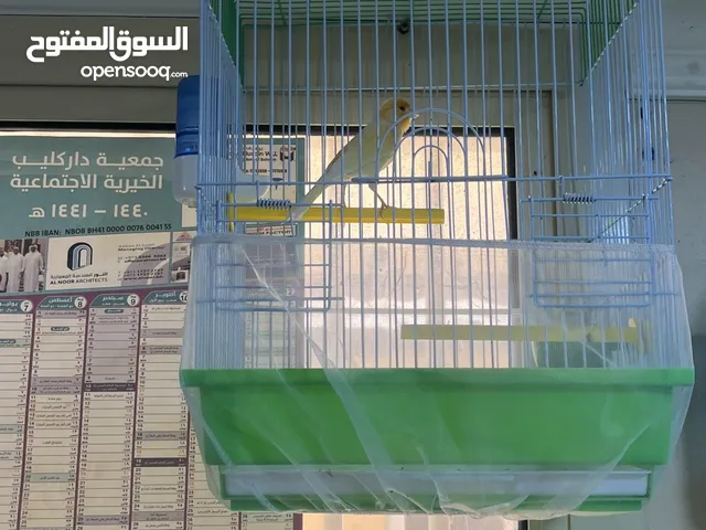 للبيع كناري تغريد