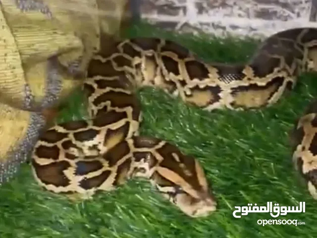 حيوانات أليفه