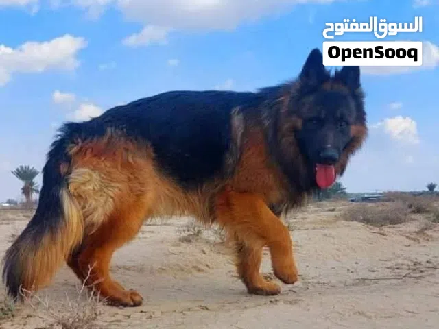 كلب كستم درجه اولى اقرا الوصف