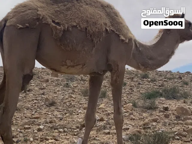 نياق لحم ضحايا