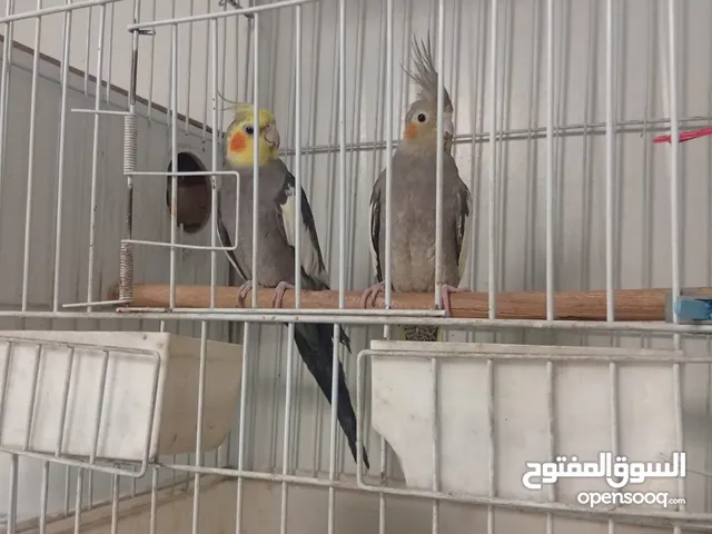 زوجين كوكتيل ماكنات انتاج تبارك الله صحه ونظافه وجمال مع اقفاصهم واكواخهم وتحتهم بيض