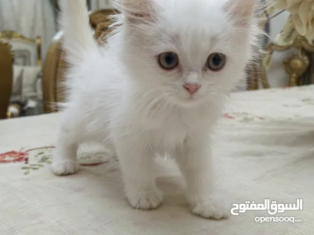 قط ذكر متطعم (معاه دفتر تطعيمات)