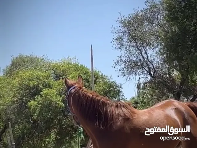 مهره للبيع