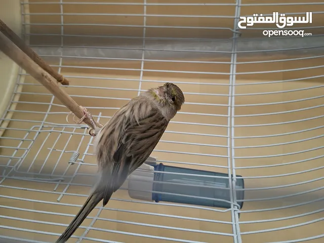 للبيع ذكر كناري ايراني تغريد وجاهز للانتاج ،، السعر 8 دينار فقققط لاسرع مشتري