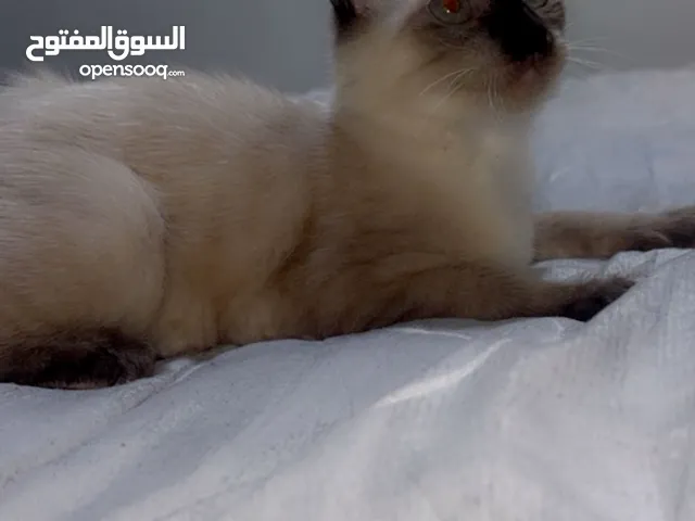 البيع سنور