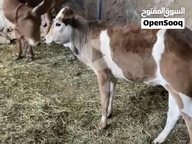 بقره وبنتها
