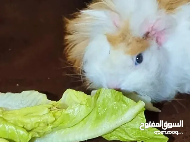 ارنب هندي ، ارانب هندية، guinea pig