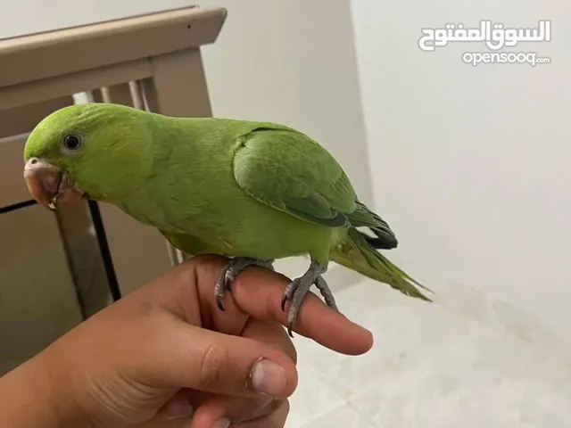 ببغاء متو دره