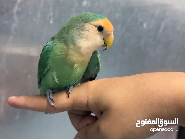 طائر الروز اللون أخضر اليف لكن ما يحب اللمس
