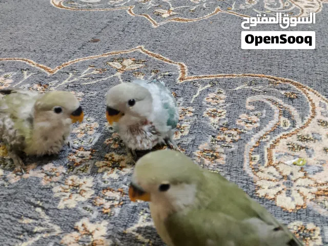 روز افراخ زق