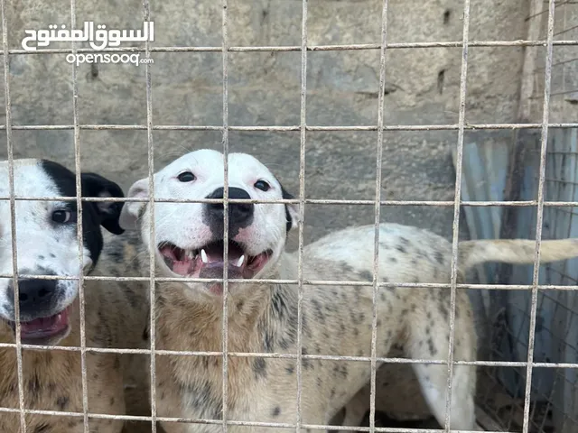 كلاب بيتبول