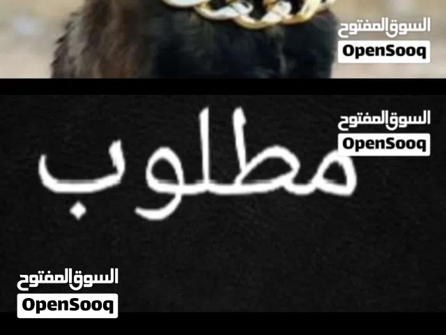 مطلوب زي لي فـჂ̤ صوره