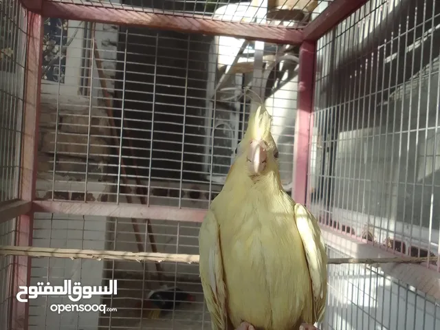 اذا أتريد كوكتيل روح للوصف وانته تفهم كلشي
