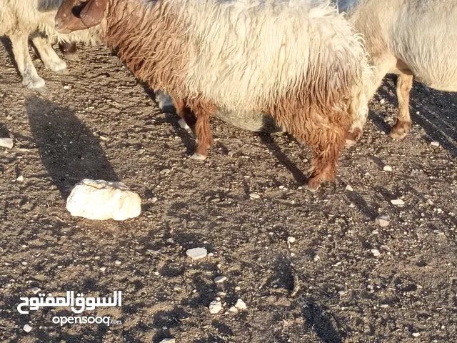 عبور عمرها تقريبا 8 شهور مطلوب فيها 135