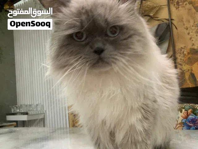 قط (للتبني)