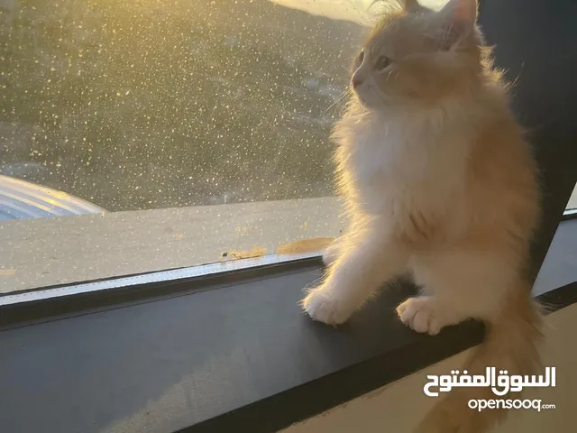 ثلاث قطط شيرازي للبيع  مفرد او الجميع