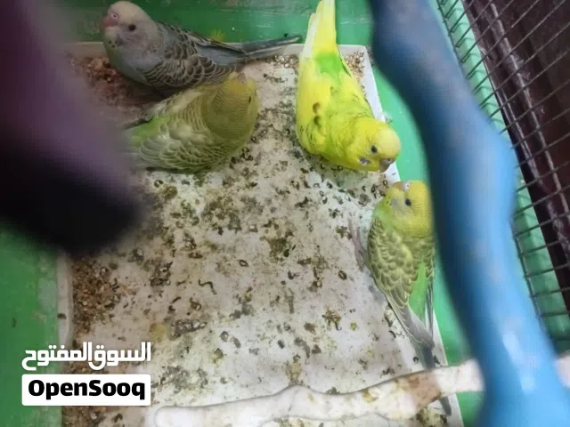 جوز حب معو 3 فراخ على وجه فطم وطير كوكتيل الف ميه بل ميه