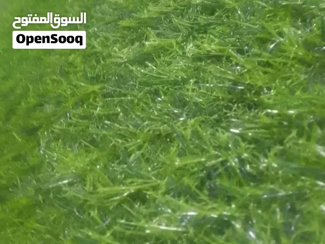 ترتان عشب صناعي