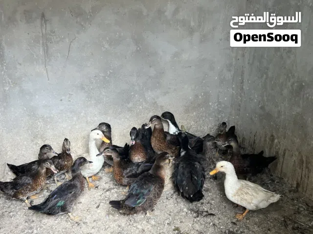 بط شرشير نخب اول شغال