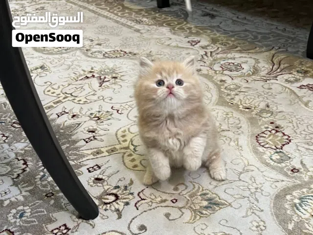 قطط سكوتش قطط نادرة وكيوت للبيع