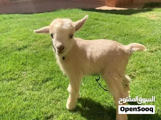 ماعز قزم عمر شهرين