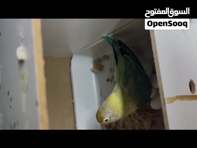 متاح زوج قندور