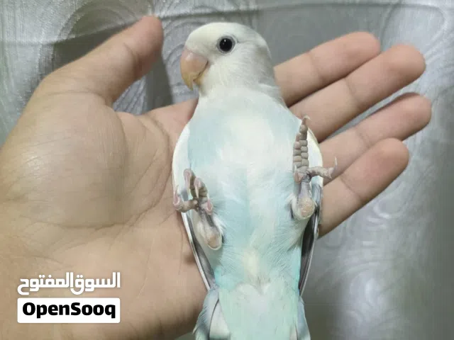 لاف بيرد بيعة سريعة لي اسرع متصل