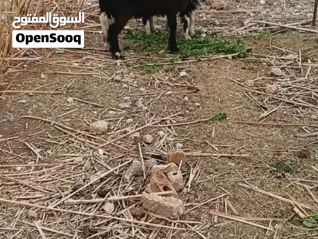 لمحبين وعشاق الفخامه عبورتين نجديات سبع شهور