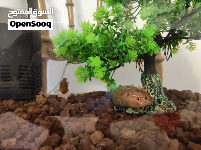 كوبية سمك ريد جويل