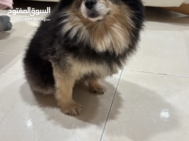 جرو بومرينيان