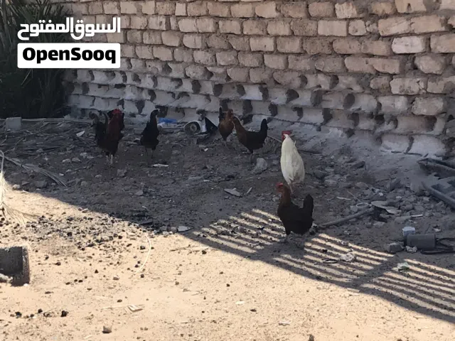 السلام عليكم ورحمة الله وبركاته موجود 5 دجاجة يدحو 2 فراريج يدنو ربي يبارك مشالله