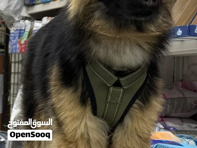 ملكة الجيرمن شيبرد (Black Jacket) للبيع