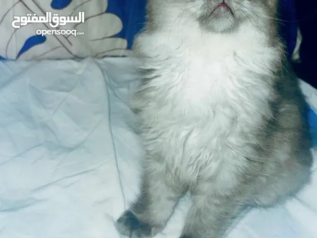⸻ قط هجين سكوتش فولد × شيرازي