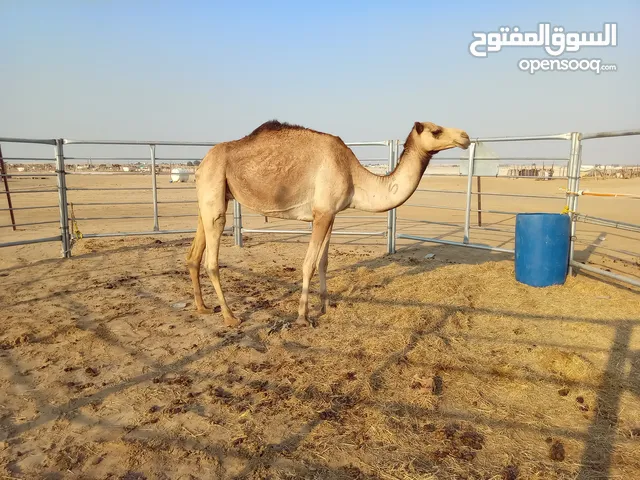 ناقه لاقحه بنت شاهين