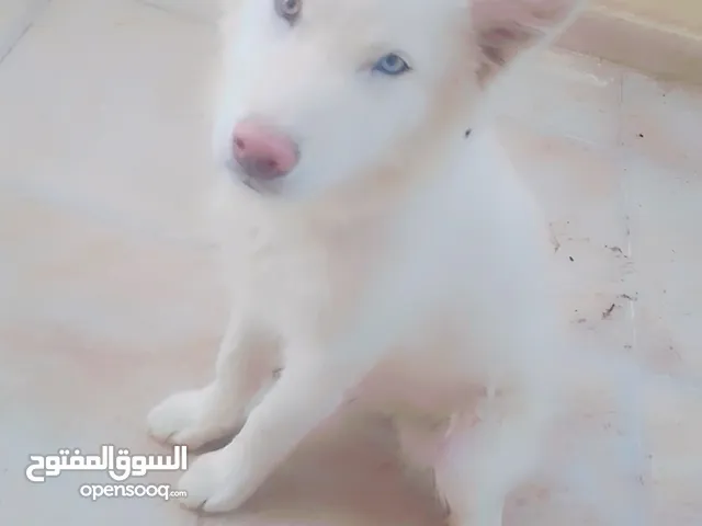 كلب هاسكي للبيع بسعر مغري جدا