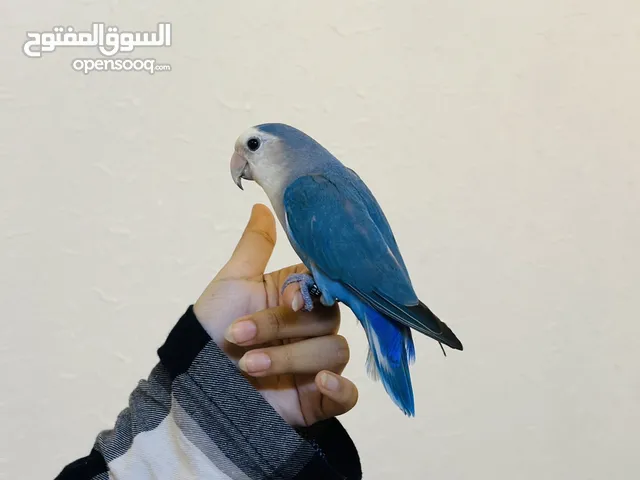 روز أليف في مكه