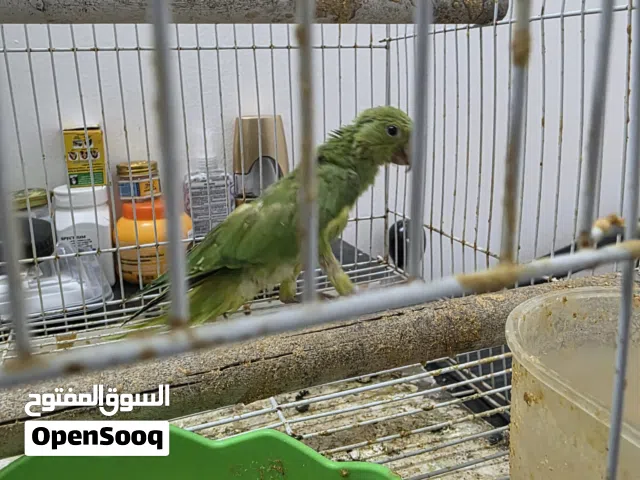 green parrot