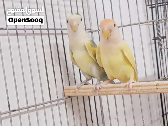 ثلاثة كوبيات روز تواصل واتس اب