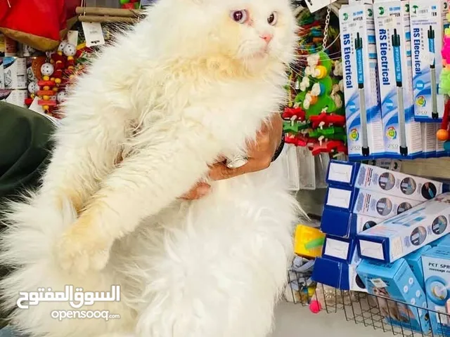 قطوس للبيع